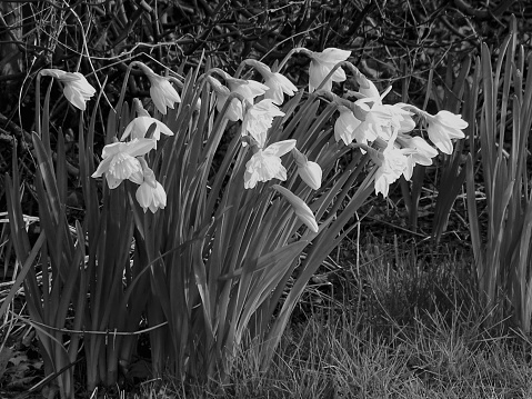 This picture was shot on late March 2022, on a public park of Dusseldorf, Germany, and depicts in colony of daffodils in black and white.