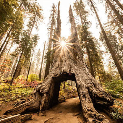 Sunburst Through The Remains Of Tunnel Tree in the Tuolumne Grove in Yosemite