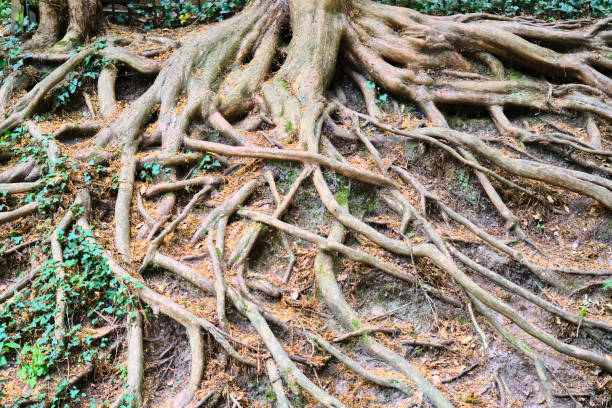 exposed roots Exposed roots of an old tree, creating a fairytale atmosphere, surrounded by tall trees exposed tree roots stock pictures, royalty-free photos & images