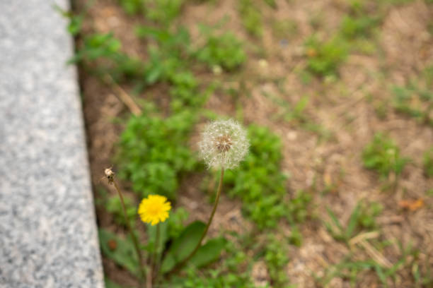 Dandelion, one of the flower types