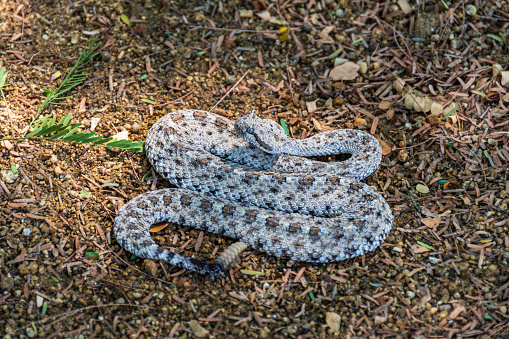 Northern Copperhead (agkistrodon contortrix mokasen) on leaf litter - taken in New Jersey