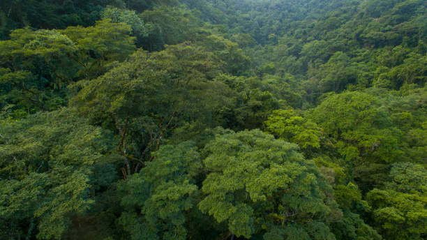 The exuberant Atlantic Forest in the protected area of Três Picos State Park in Rio de Janeiro. stock photo