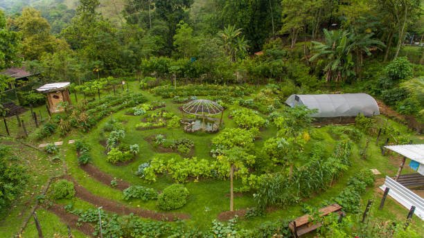 A farm in the Petrópolis region of Rio de Janeiro uses agroforestry methods for food production and forest restoration in the Atlantic Forest. stock photo
