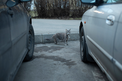 Cat between cars. Pet in parking lot. Cat climbs on car.