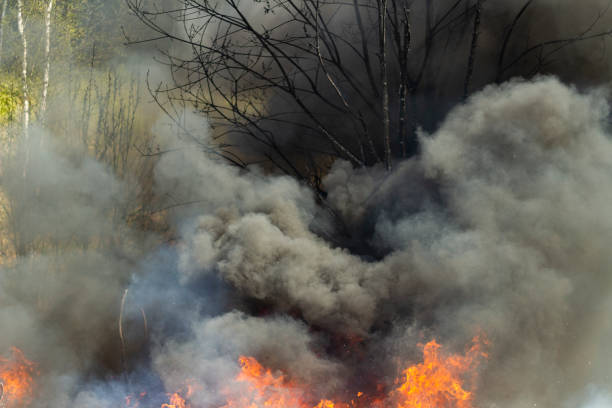 An intense wildfire spreading rapidly through a forest, consuming trees, grass, and vegetation. Massive flames and dense clouds of smoke dominate the natural landscape, symbolizing the destructive power of nature and environmental challenges. This impactful image is ideal for illustrating environmental issues, climate change effects, disaster response scenarios, and educational content on natural disasters. Perfect for use in articles, blogs, documentaries, or awareness campaigns focused on wildfire prevention and ecological preservation.