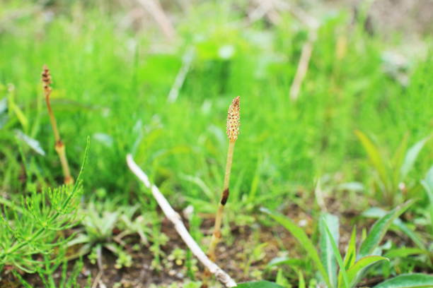 Sterile stems short to tall, to 80cm, sometimes sprawly green, usually with numerous whorls of relatively thick unbranched branches; ridges 6-19 on stems, 3-4 on branches. Fertile stems whitish or pinkish, unbranched, soon withering.Cones: ripe April-May, before the sterile stems.Habitat: Generally the commonest horsetail, patch-forming and much the most frequent in drier grassy and waste places; sometimes a tiresome weed.Distribution: Throughout Europe.This is a very common Species in the Netherlands.