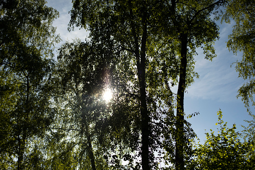 Sun shines through trees. Trees in park in summer. Bright sunshine on hot day. Details of nature.