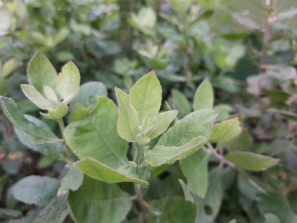 istock Pluchea indica, against a garden backdrop. 1427388791