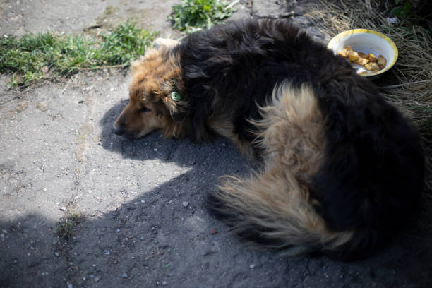 pies leży. bezdomny pies. zwierzę bez właściciela. - dog lying down tired street zdjęcia i obrazy z banku zdjęć