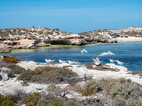 Sea birds in flight on the Houtman Abrolhos Islands Western Australia