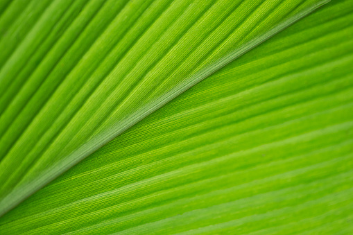 Close up of green palm leaves with focus at the background of the plant
