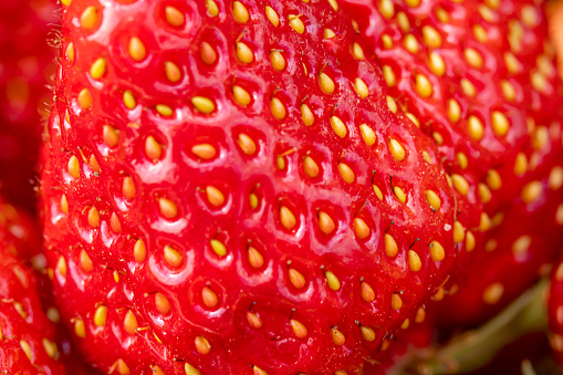 Strawberry background or fresh ripe perfect strawberry. Fresh strawberry as texture background. Natural food backdrop with red berries. Strawberries sale in a food market in summer
