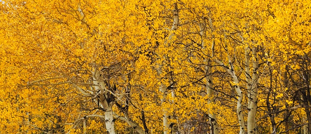Aspen Grove in Rocky Mountain National Park, Autumn.  OLYMPUS DIGITAL CAMERA