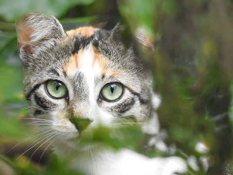 Cat in the forest