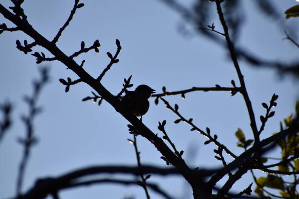 istock Silhouette of a bird in a tree 1427421565