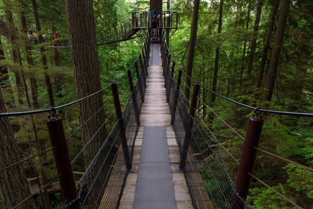 capilano hanging bridges, vancouver, canadá - vancouver suspension bridge bridge people - fotografias e filmes do acervo