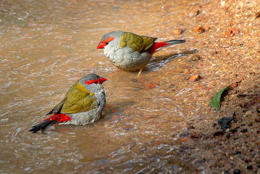 Red-browed Finches (Neochmia temporalis) bathing in Moonee Ponds Creek