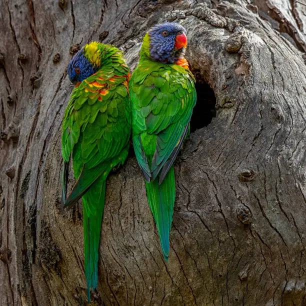 Rainbow Lorikeet (Trichoglossus moluccanus)