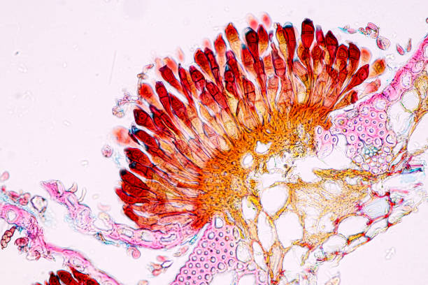 Plant tissue Structure, section (tissue) of stem plant.