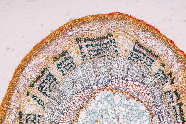 istock Plant tissue Structure, section (tissue) of stem plant. 1427433451