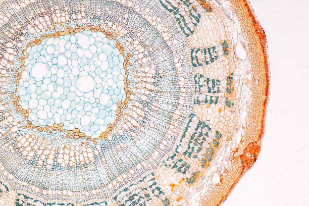 Plant tissue Structure, section (tissue) of stem plant.