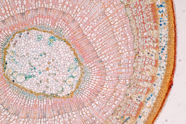 istock Plant tissue Structure, section (tissue) of stem plant. 1427433454