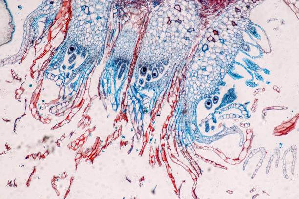 istock Plant tissue Structure, section (tissue) of stem plant. 1427433539
