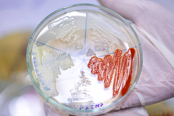 istock Plant tissue Structure, section (tissue) of stem plant. 1427433615