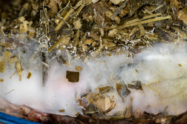 istock The fungus and bacteria is used for composting. 1427434478