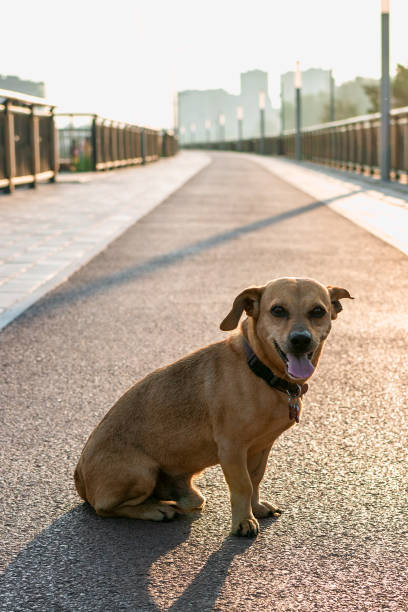 istock Small cute brown dog is sitting on empty street. 1427435549