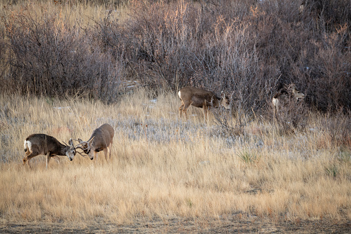Mule deer sparring in an early spring morning