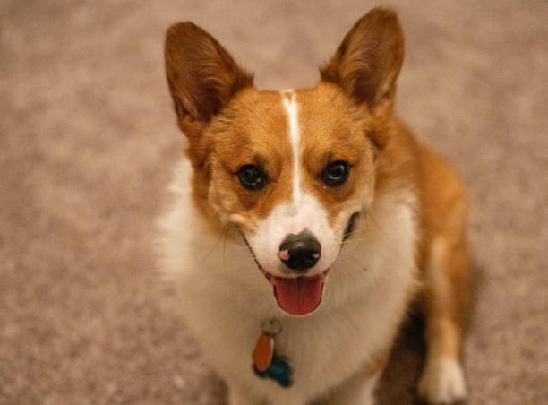 istock Faithful corgi panting in anticipation 1427439005