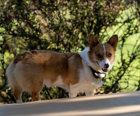 On a background of green, a brown and white Pembroke Welsh Corgi looks at the camera with a mischievous smile. He has a boxy collar around his neck that may be to deter his barking.