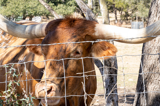 On a Texas ranch, a bull stands in dappled shade behind a barbed-wire fence with trees in the background