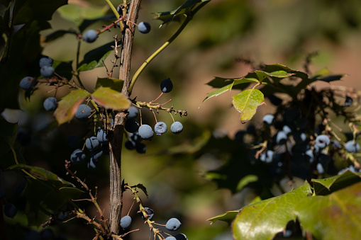 Ripe berries hang off of the branches of a green and leafy plant