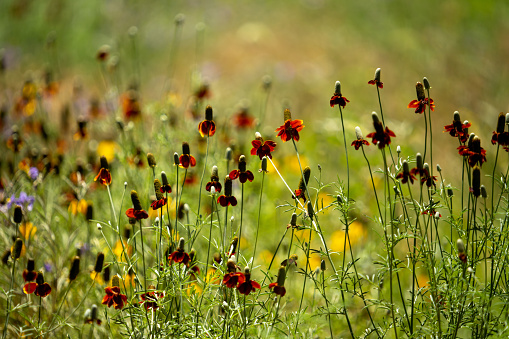 The Upright Prairie Coneflower, otherwise known as the Mexican Hat Flower or Ratibida columnifera, is a classic American flower and displayed across the image, dotted with purple and yellow wildflowers faded in the background