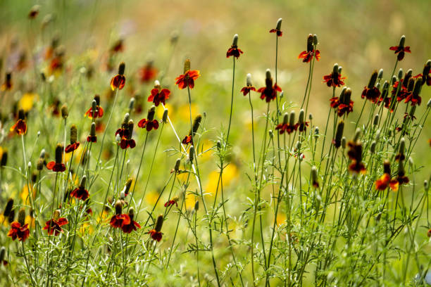 Nature themed background image with copy space for presentation and text, depicting purple coneflowers.
