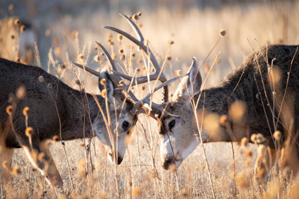 buck mule hirsch sparring - mule deer stock-fotos und bilder