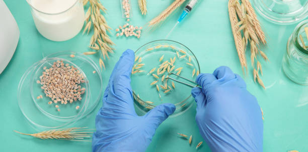 istock Analyzing agricultural wheat grains in laboratory 1427445158