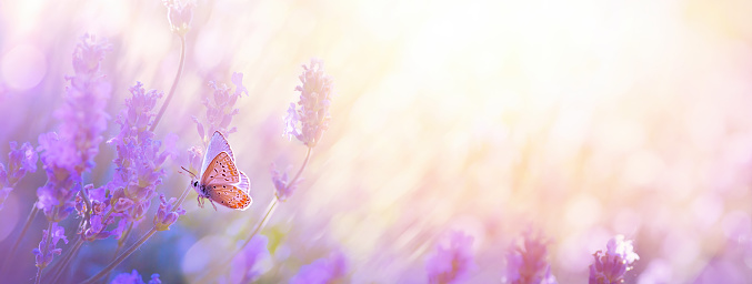 Beautiful natural pastel background. Butterfly and  flower against on a background of sunrise.