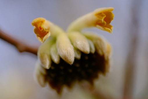Close-up of alien-like Mitsumata flowers
