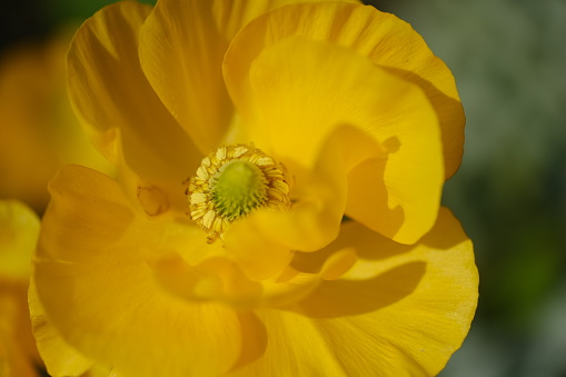 Close-up of yellow flowers of Icelandic poppies