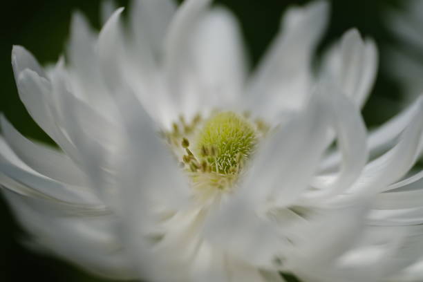 istock Close-up of white anemone flower 1427448344