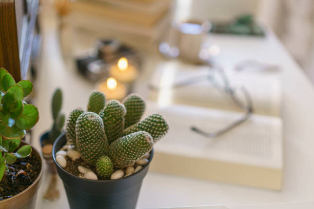 Cactus flower and open book on the table, focus on foreground