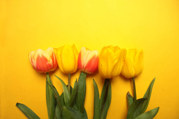 istock tulips isolated on yellow background flat lay. Spring concept 1427450852