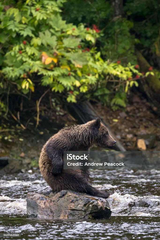 Brown bear (Ursus arctos) scratching itself on a rock in a salmon stream at at Pavlov harbor, southeast Alaska. Pavlof Harbor State Marine Park is located on Chicagof Island. Animal Stock Photo