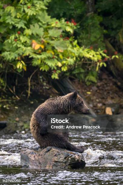 Brown Bear Scratching Itself On A Rock In A Salmon Stream At At Pavlov Harbor Southeast Alaska Stock Photo - Download Image Now