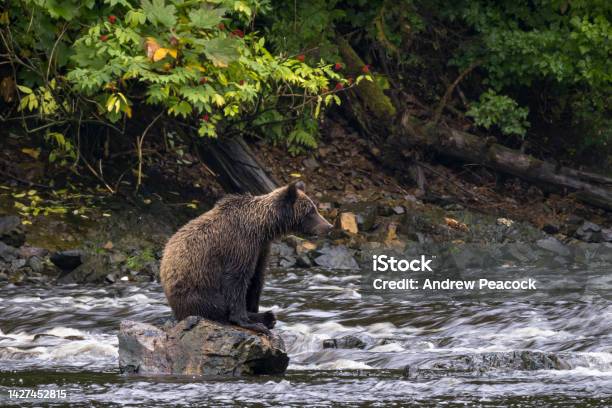 Brown Bear Sitting On A Rock In A Salmon Stream At At Pavlov Harbor Southeast Alaska Stock Photo - Download Image Now