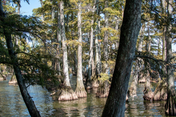 Reelfoot Lake State Park View overlooking the Reelfoot Lake State Park canopy trees. reelfoot lake stock pictures, royalty-free photos & images