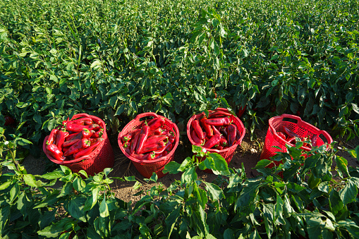 Harvesting ripe organic red peppers in the field